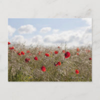 Red poppy, Picardy, Somme, Pont Remy