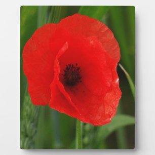 Red poppy plaque