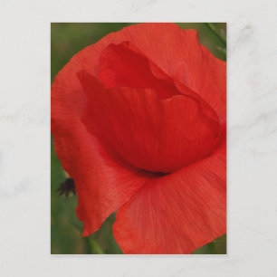 Red poppy postcard