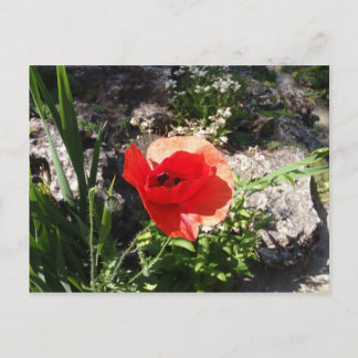 Red Poppy Postcard