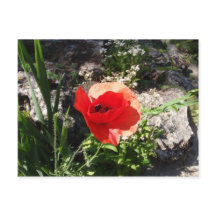 Red Poppy