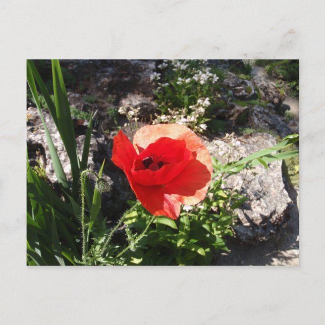Red Poppy Postcard (Front)
