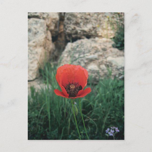 Red Poppy Postcard (Front)