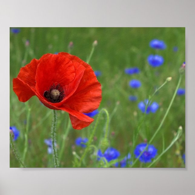 Red Poppy Poster (Front)