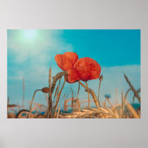 Red Poppy  - Poster