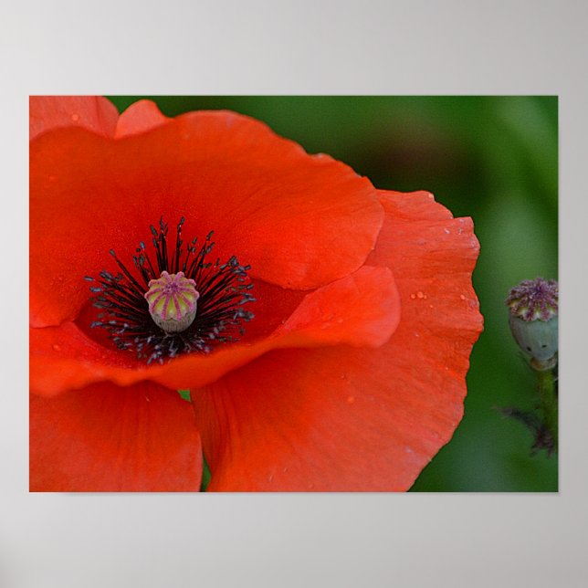 Red Poppy Poster (Front)