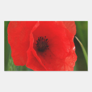 Red poppy rectangular sticker