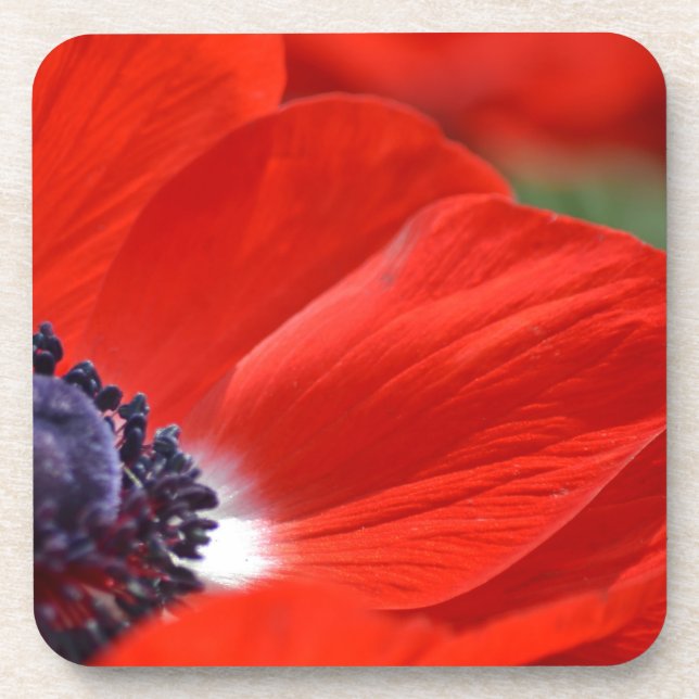 Red Poppy Spring Floral Coaster (Front)