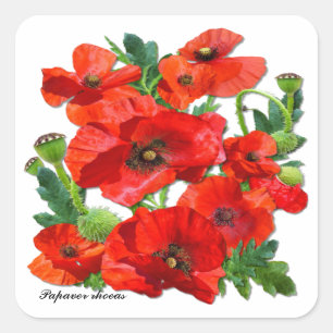 RED POPPY ~ Square Stickers