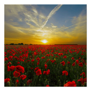 Red Poppy Sunset Poster