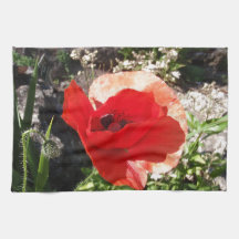 Red Poppy