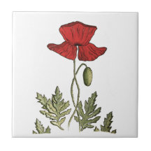 Red Poppy
