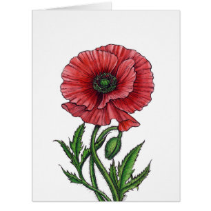 Red poppy, watercolor and ink