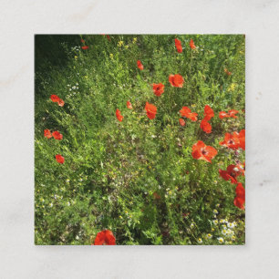 Red Poppy Wildflower Garden Photo  Descript Square Business Card