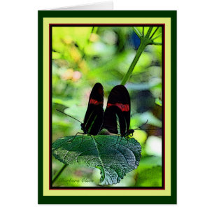 Red Postman: butterfly