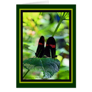 Red Postman: butterfly