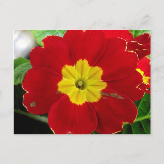 Red Primrose Postcard (Front)