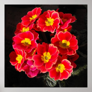 Red Primula in springtime Poster