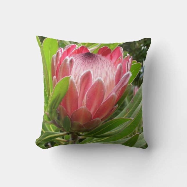Red Protea Cushion (Front)