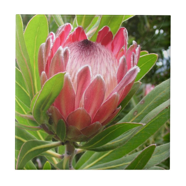 Red Protea Tile (Front)