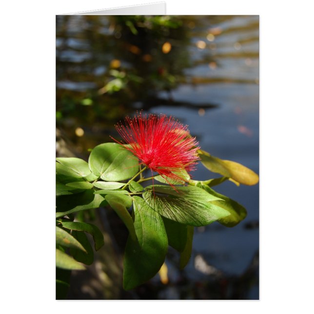 Red Puff (Front)