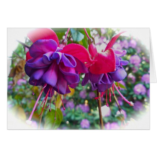 Red Purple Fushia Blossoms (Front Horizontal)