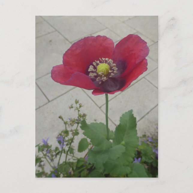Red Purple Poppy Flower DIY Postcard (Front)