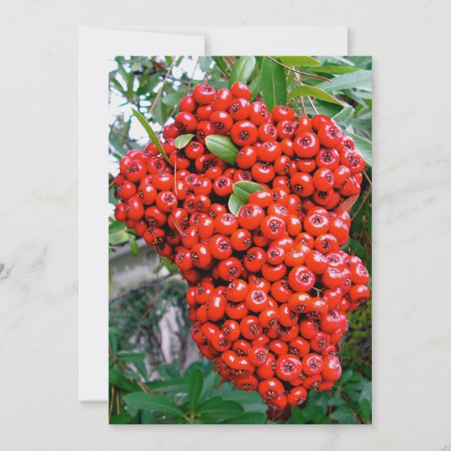 Red Pyracantha Berries Thank You Card (Front)