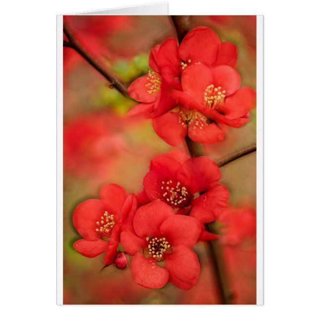 Red Quince Blossom (Front)