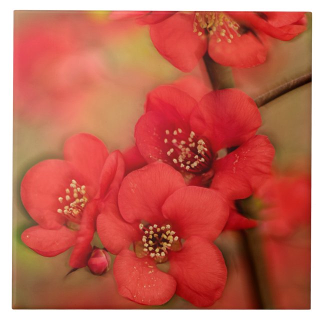Red Quince Blossom Tile (Front)