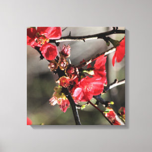 Red Quince Blossoms Floral Canvas Print