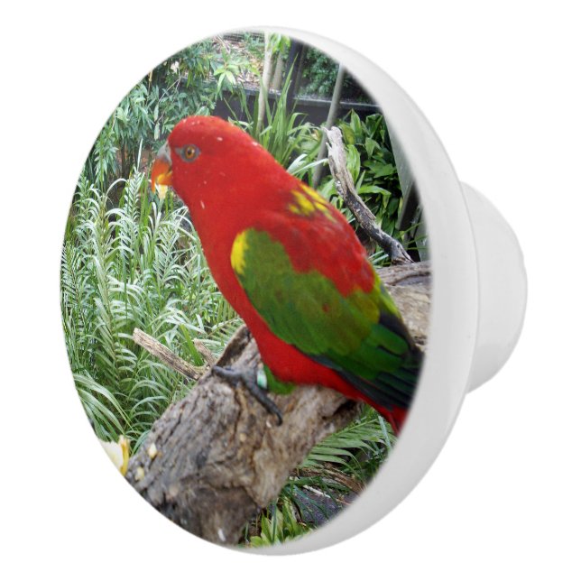 Red Rainbow Lorikeet Parrot, Ceramic Knob (Right)