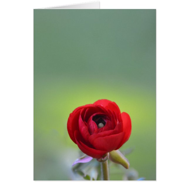 Red Ranunculus Blossom (Front)