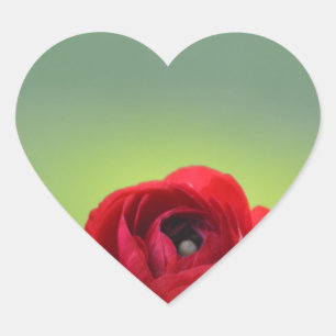 Red Ranunculus Blossom Heart Sticker
