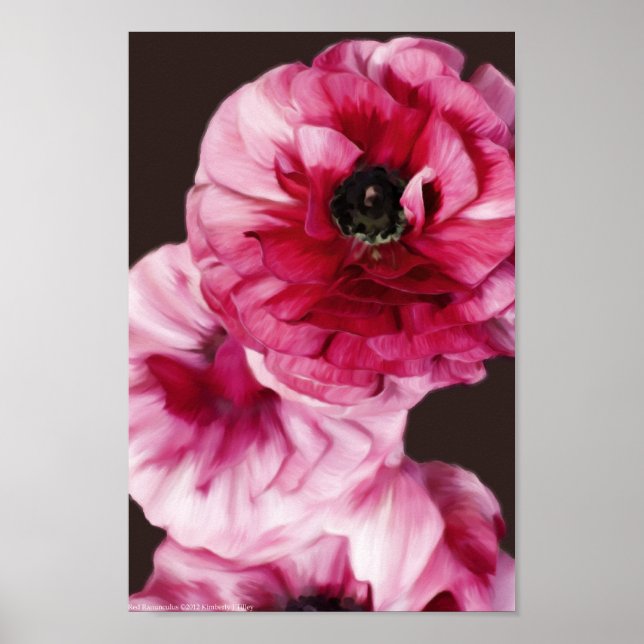 Red Ranunculus Poster (Front)