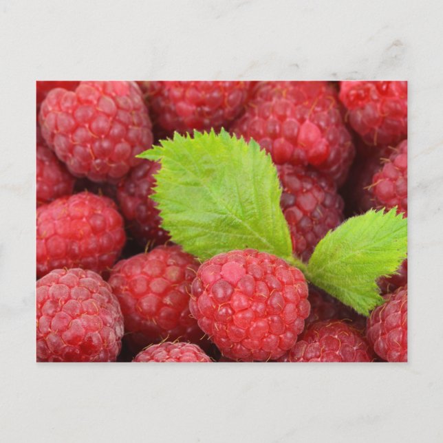 Red Raspberries Postcard (Front)