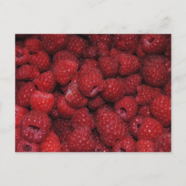 Red Raspberries Postcard (Front)