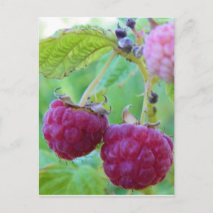 red raspberry gardening berry botany frambuesa postcard
