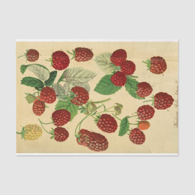 Red Raspberry Script Ephemera Decoupage Tissue Paper (Front)