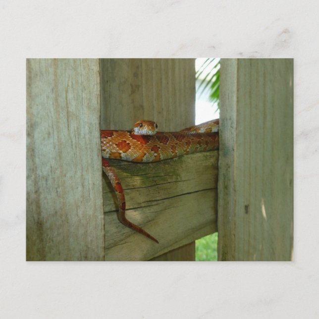 red rat snake in fence head up postcard (Front)