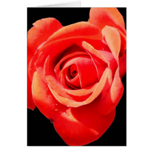 Red, Red Rose Card ~ Blank, Customise it!