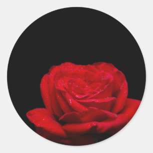 Red Red Rose Classic Round Sticker