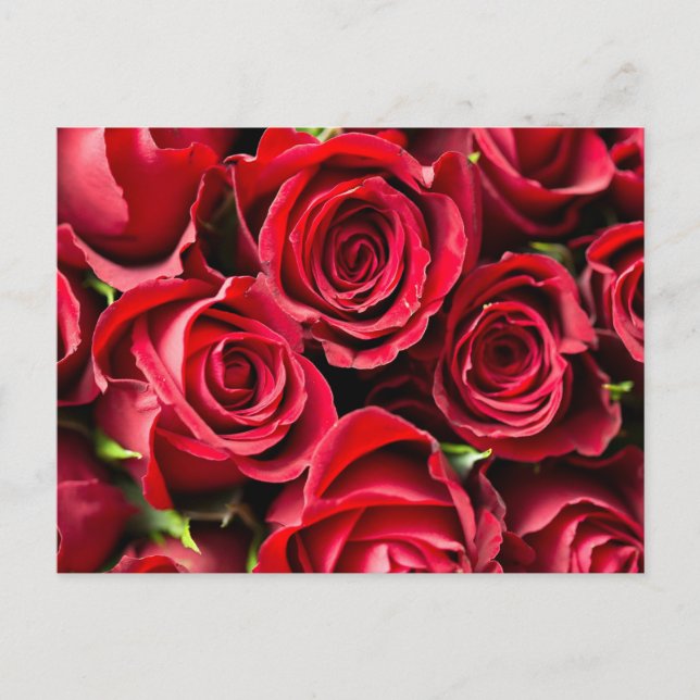 Red, red roses postcard (Front)