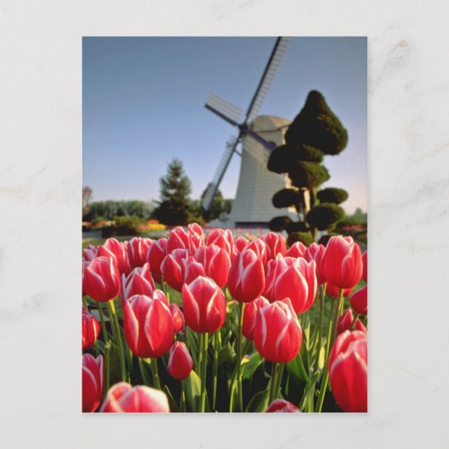 Red Red tulips and windmill flowers Postcard (Front)