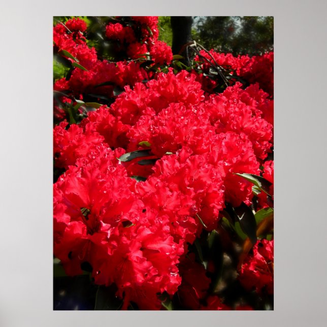 Red Rhododendrons 1 Poster (Front)