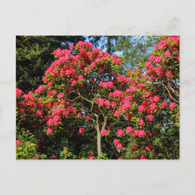 Red Rhododendrons Bute Park, Cardiff, Wales Postca Postcard (Front)