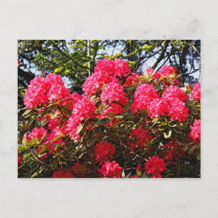Red Rhododendrons Bute Park, Cardiff, Wales Postca Postcard