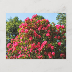 Red Rhododendrons Bute Park, Cardiff, Wales Postca Postcard