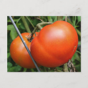 Red Ripe Garden Tomatoes Nature Photo Postcard