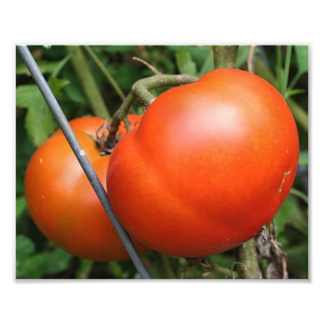 Red Ripe Garden Tomatoes On The Vine 8x10 Photo Print (Front)